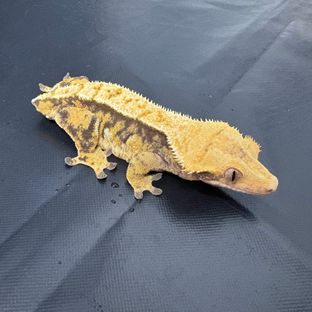 트라이 익스트림할리퀸 바브
