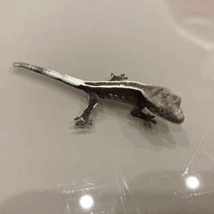 아잔틱 풀핀