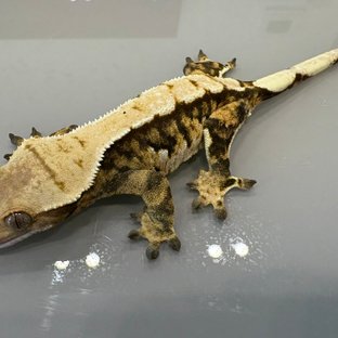 트라이 익스트림할리퀸 바브