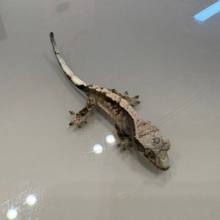 세이블