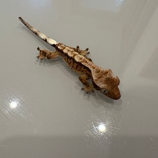 카푸치노 트라이