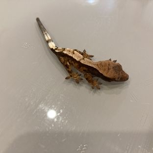 세이블