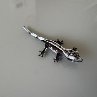 아잔틱