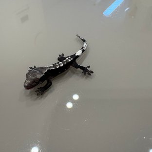 아잔틱