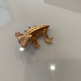 노멀 풀핀
