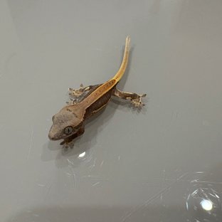 릴리100%헷아잔틱