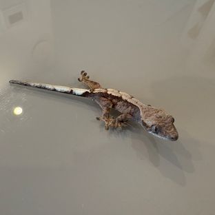 세이블