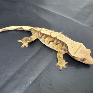 트라이 익스트림할리퀸 바브