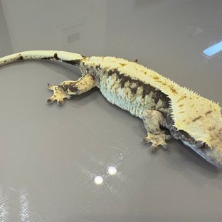 노멀 드리피 화이트스팟