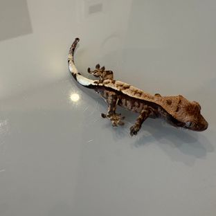 카푸치노 화이트스팟