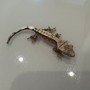 세이블
