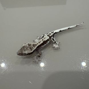 프라푸치노 아잔틱
