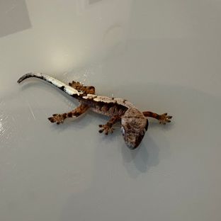 세이블