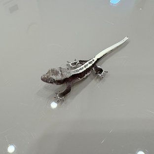 릴잔틱
