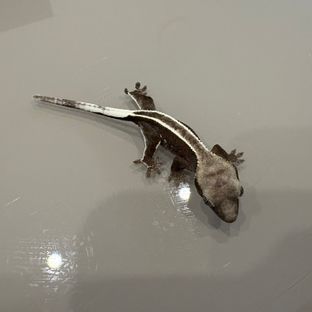 아잔틱 풀핀