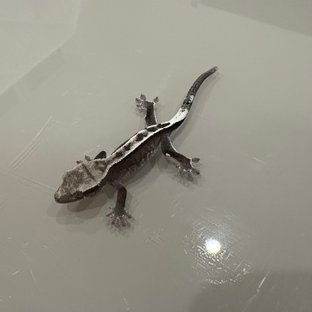 아잔틱