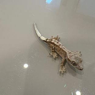 세이블