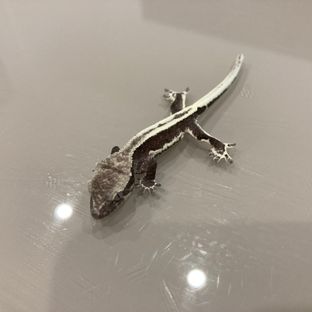 릴잔틱