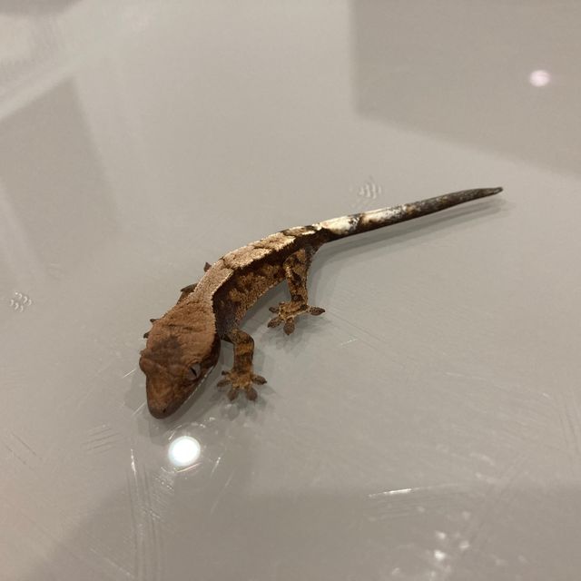 세이블