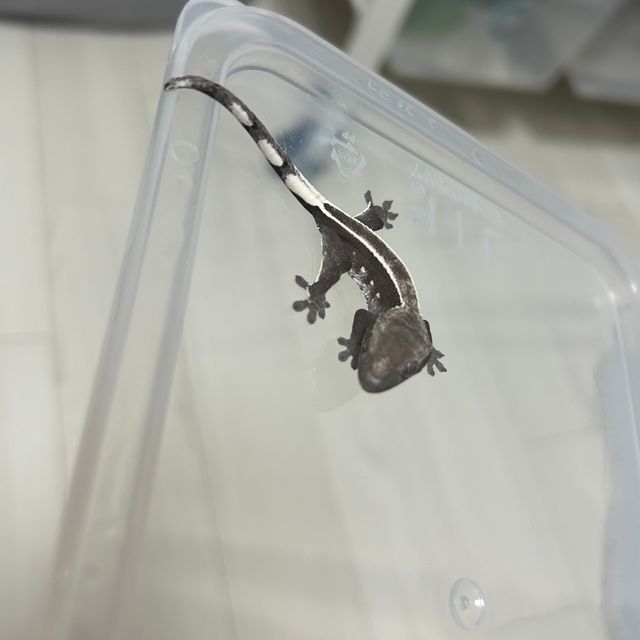 아잔틱