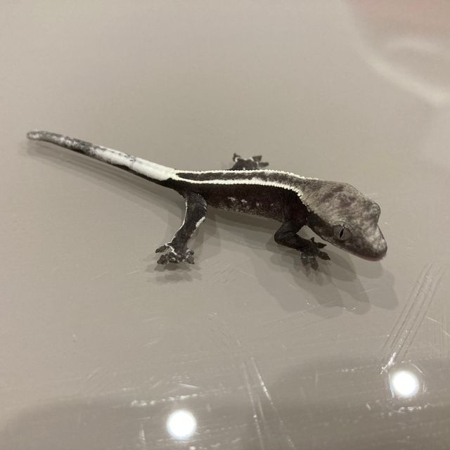 아잔틱 풀핀
