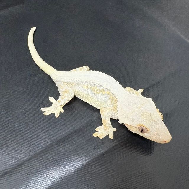 릴리화이트 솔리드백