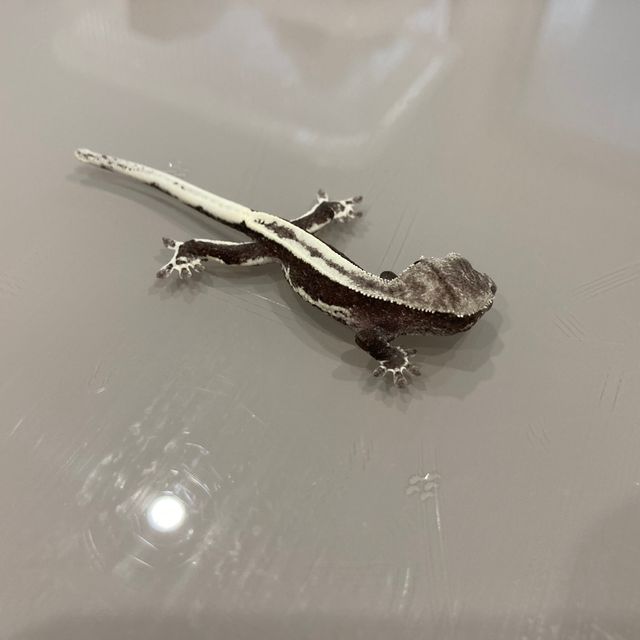 릴잔틱