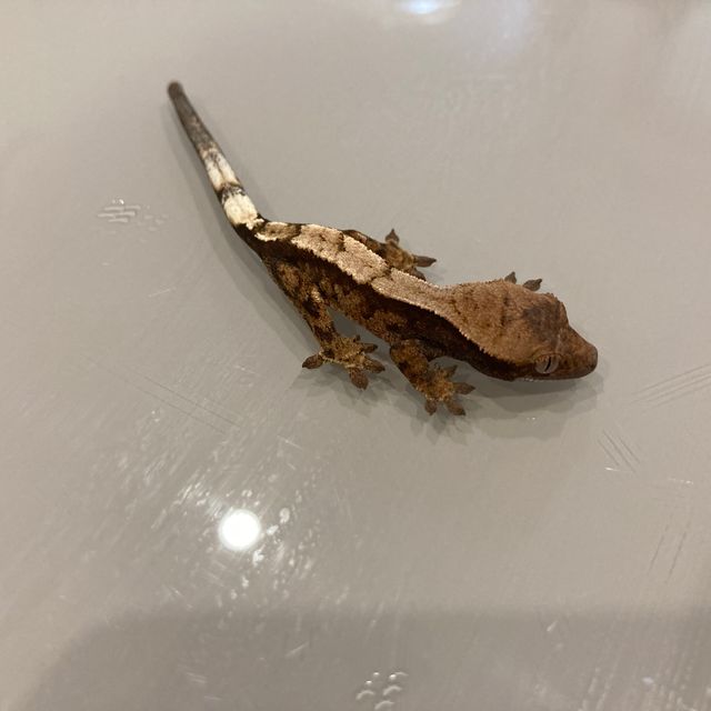 세이블