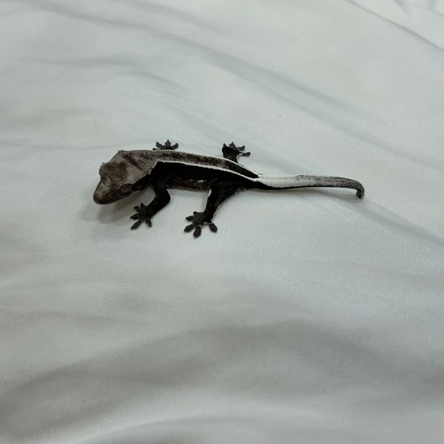 아잔틱 풀핀 엠티백
