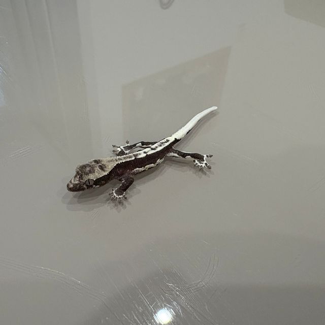 릴잔틱