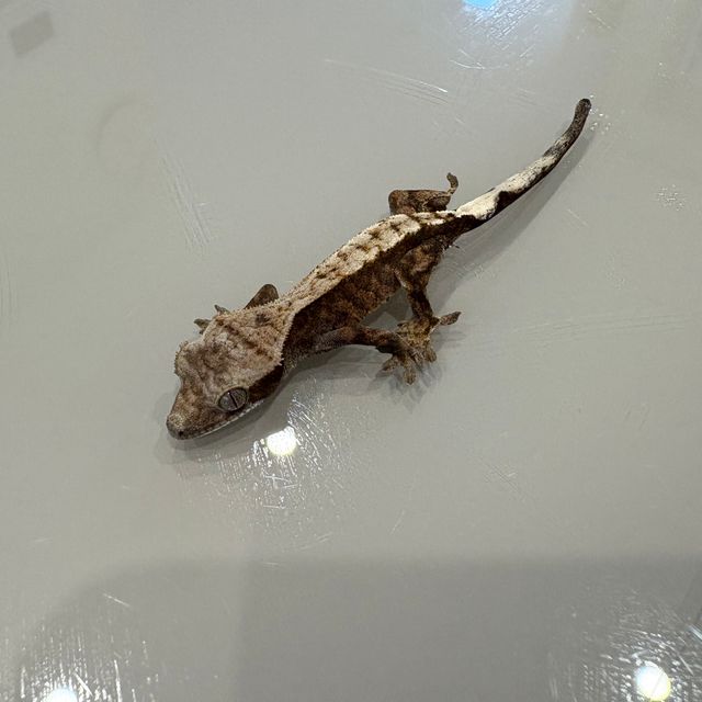 세이블