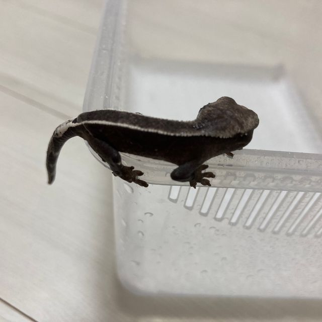 아잔틱