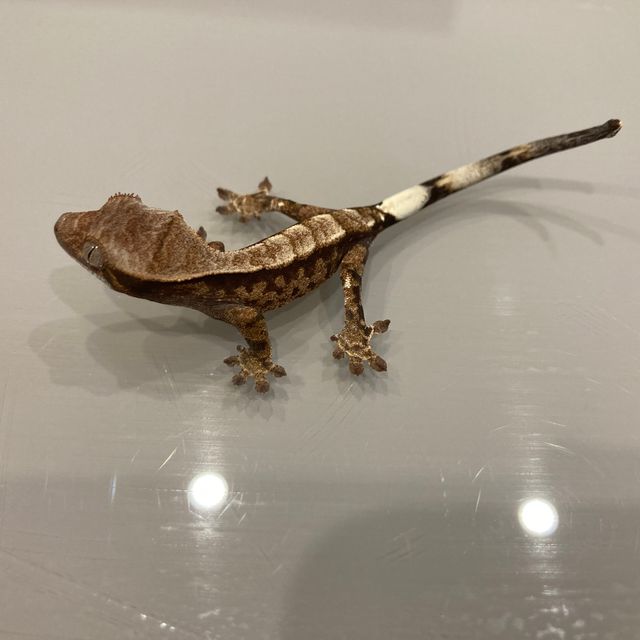 카푸치노 트라이