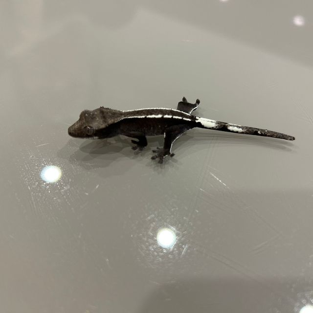 아잔틱