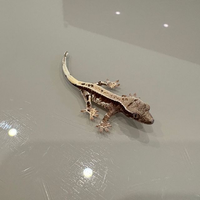 프라푸치노 100%헷아잔틱