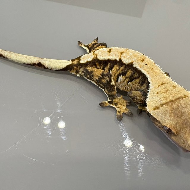 트라이 익스트림할리퀸 바브