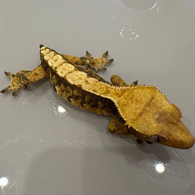 노멀 트라이 익스트림할리퀸 화이트스팟