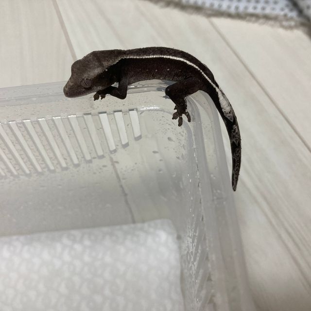 아잔틱