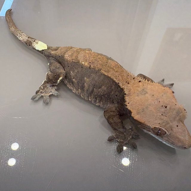 카푸치노 100%헷아잔틱