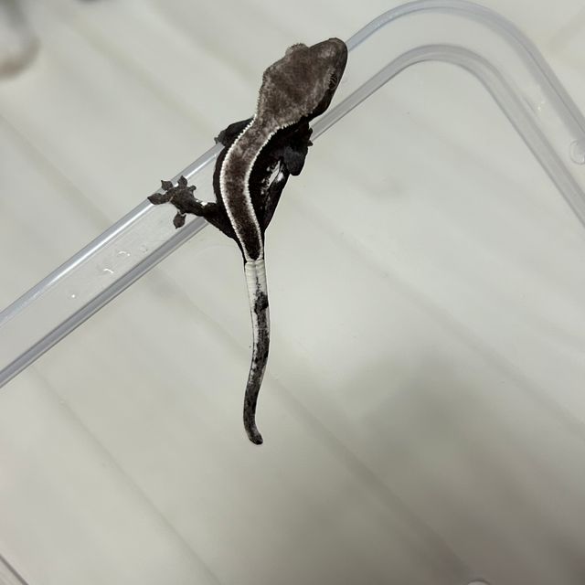 아잔틱