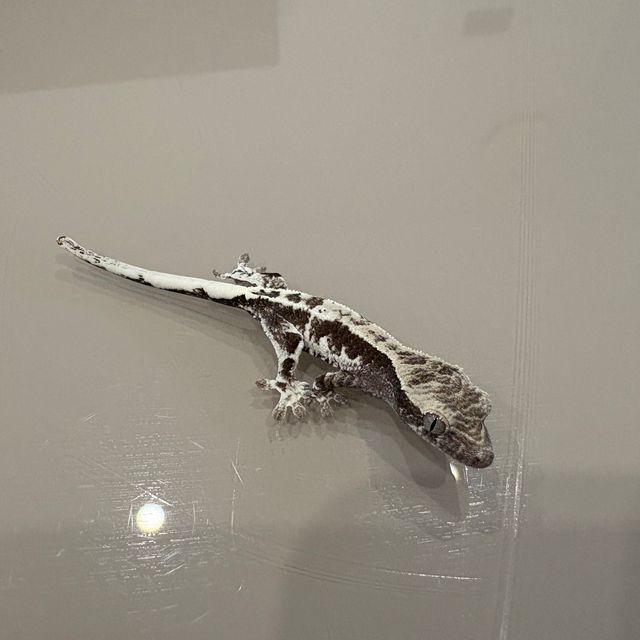 프라푸치노 아잔틱