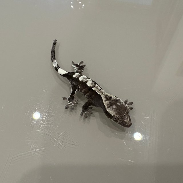 카푸치노 아잔틱