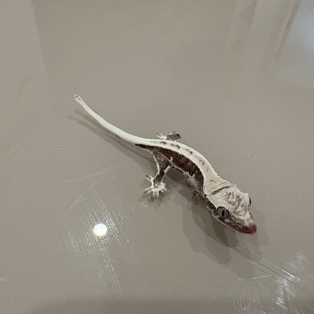 릴잔틱