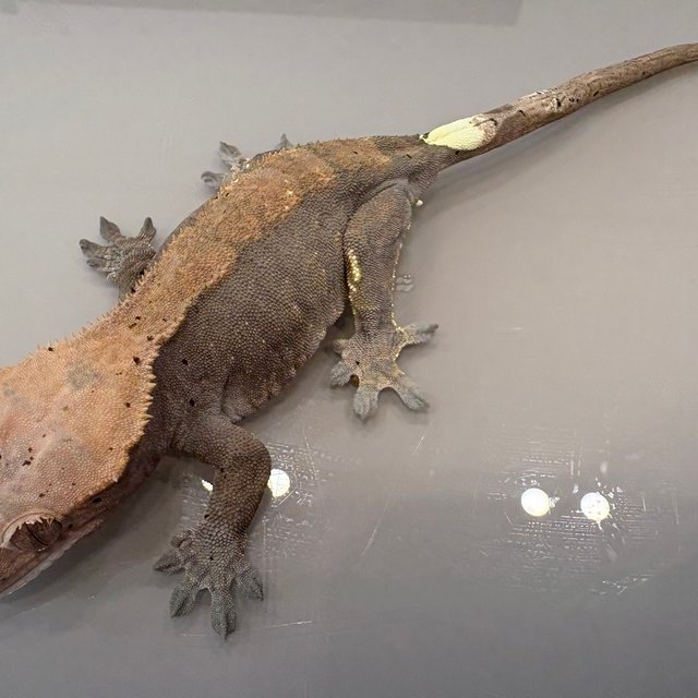 카푸치노 100%헷아잔틱