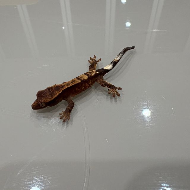카푸치노 100%헷아잔틱
