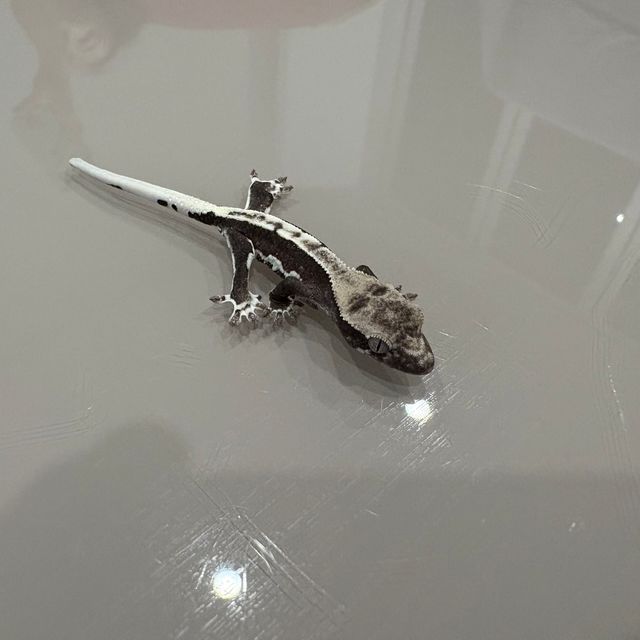 릴잔틱