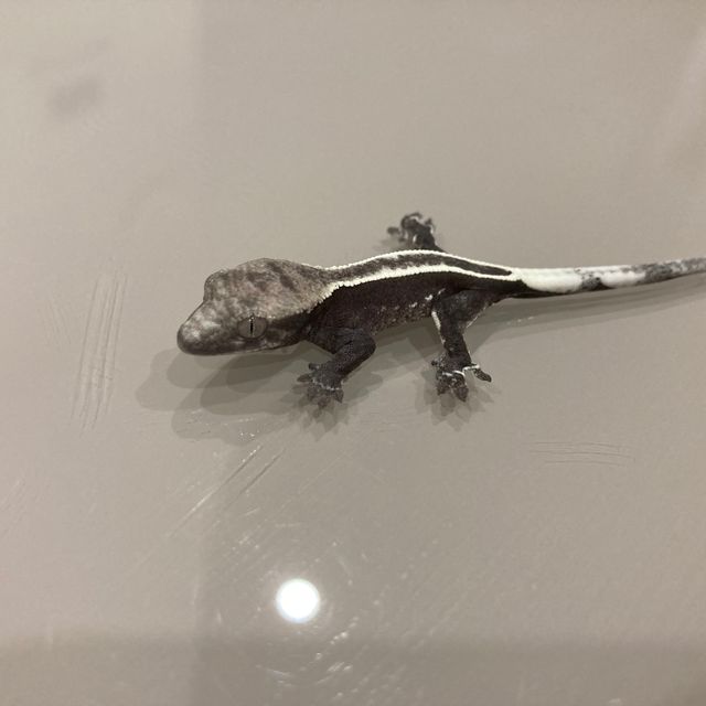 아잔틱 풀핀