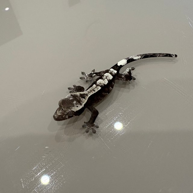 카푸치노 아잔틱