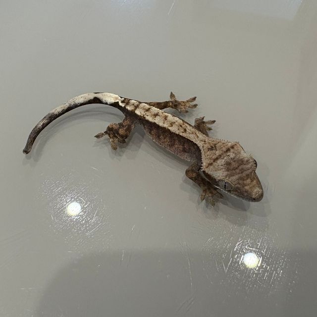 세이블