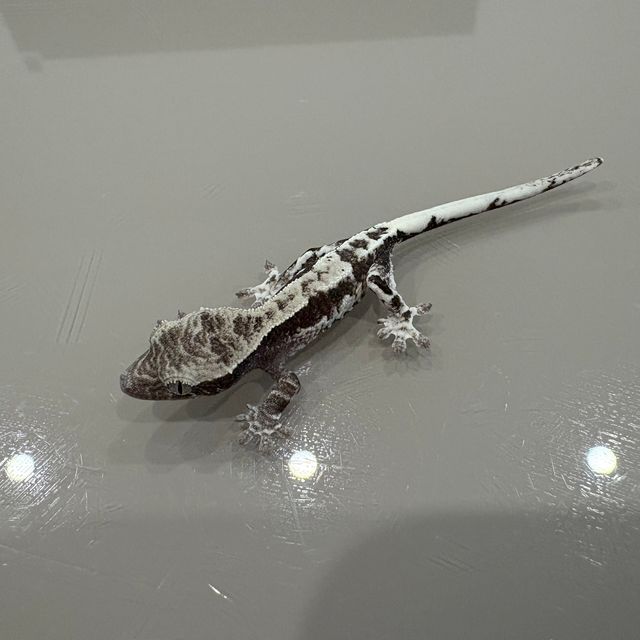 프라푸치노 아잔틱